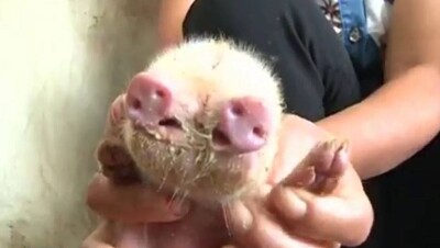 Трёхглазый поросёнок с двумя пятачками родился в Китае