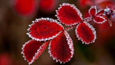 Ночные заморозки ожидаются в семи регионах Казахстана 2 октября