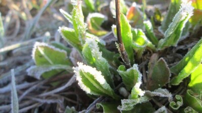 Прогноз погоды на 16 мая: ночные заморозки ожидаются в шести областях Казахстана