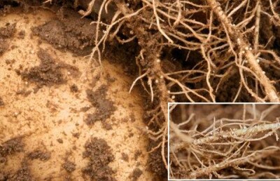 Казахстан запретил ввоз кыргызского картофеля из-за вредных червей