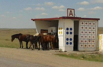 Посол Великобритании сфотографировала лошадей, ожидающих автобус в Жезказгане