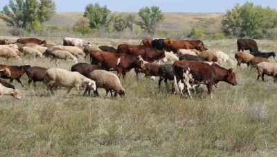В МСХ назвали предварительную причину гибели КРС в Карагандинской области 