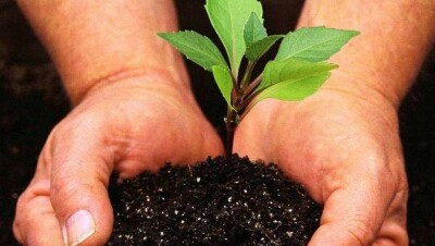 Власти Петропавловска сэкономили деньги на озеленении, выкопав саженцы с дач