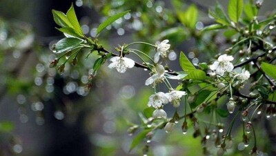 Дожди и грозы ожидаются почти по всему Казахстану 17 мая