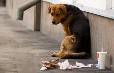 Фото с сайта animal.ru