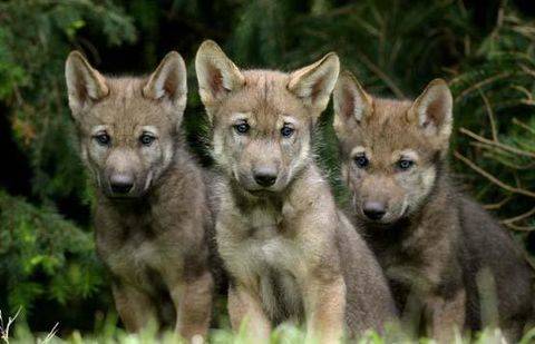 Фото с сайта poem4you.ru