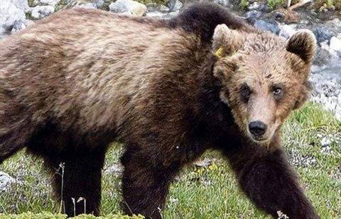 Фото с сайта rai77.com.