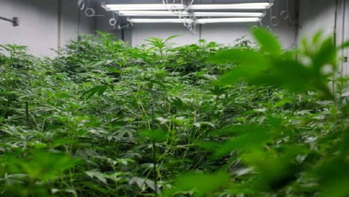 Продажа марихуаны пополнила бюджет Колорадо более чем на миллиард долларов