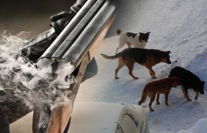 На глазах у детей в Караганде отстреливали бродячих собак