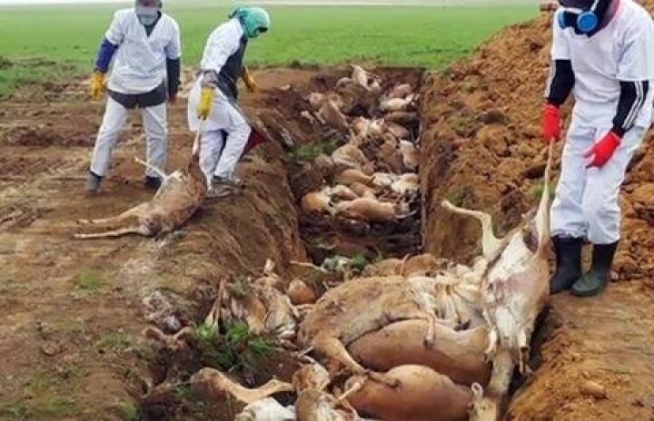 Спилить рога погибших сайгаков невозможно