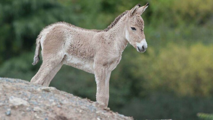 В Костанайской области браконьеры убили самку кулана