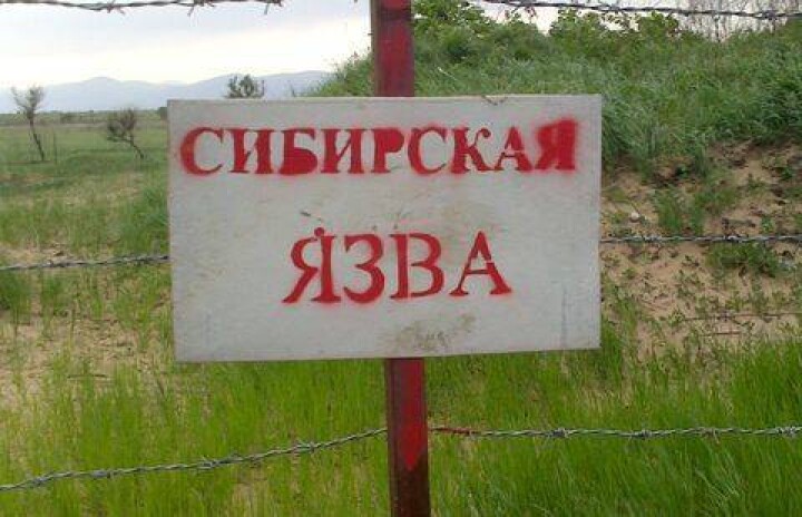 Из-за сибирской язвы в Карагандинской области объявлен режим ЧС