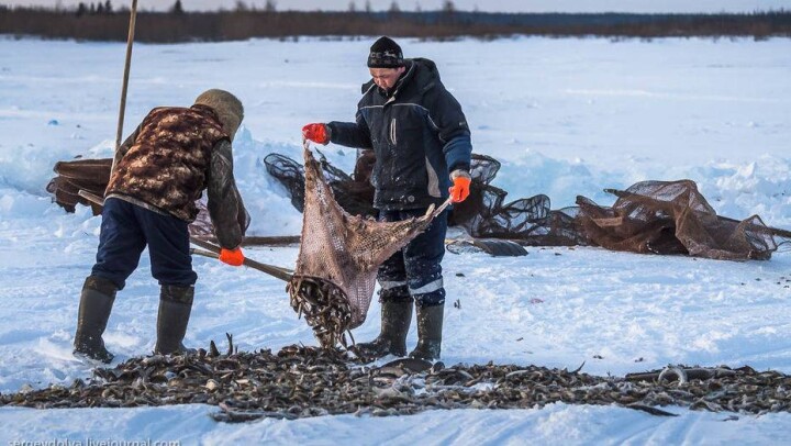 Минсельхоз предложил ужесточить наказание за браконьерство и вырубку леса