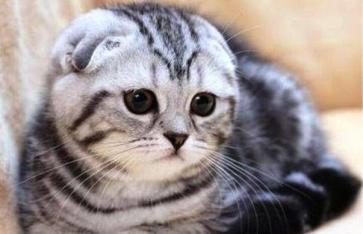 Элитного котёнка пообещал подарить 5-летнему мальчику аким Костанайской области 