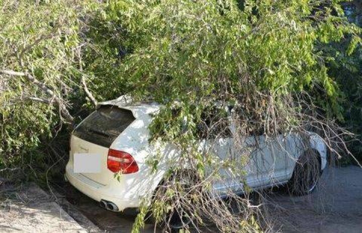 В Актау Porsche Cayenne придавило деревом