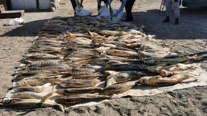 В Атырау задержали браконьеров с 600 кг осетровых