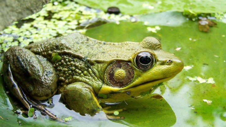 Воду с лягушками вынуждены пить жители Акмолинской области