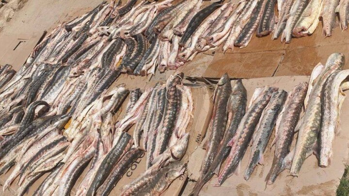 В Мангистау у браконьера изъяли больше 500 кг рыбы осетровых пород