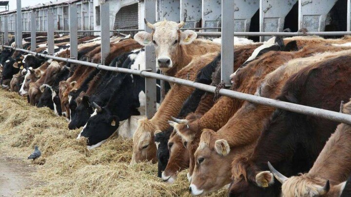 Қазақстан экономикасының тоқырауы және одан шығар жол