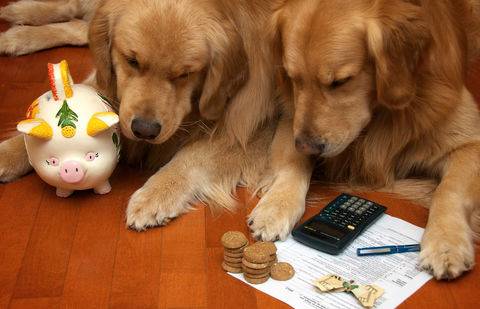 Фото с сайта bzdogs.com