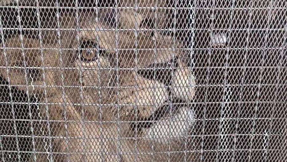 Доставленного из Актау в Алматы льва поместят в ветчасть зоопарка