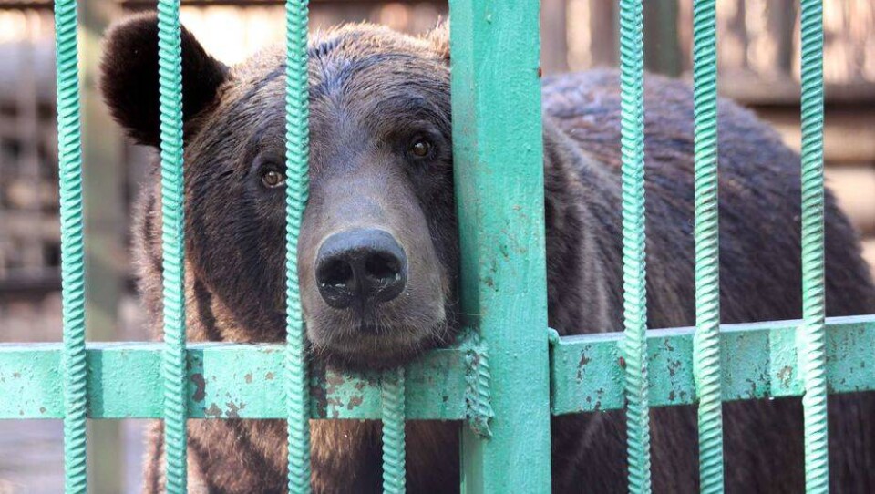 Московский цирк больше месяца не может уехать из Караганды. У животных кончается корм