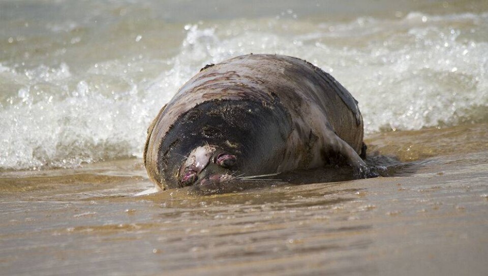 Туши мёртвых тюленей обнаружены на пляже в Мангистау