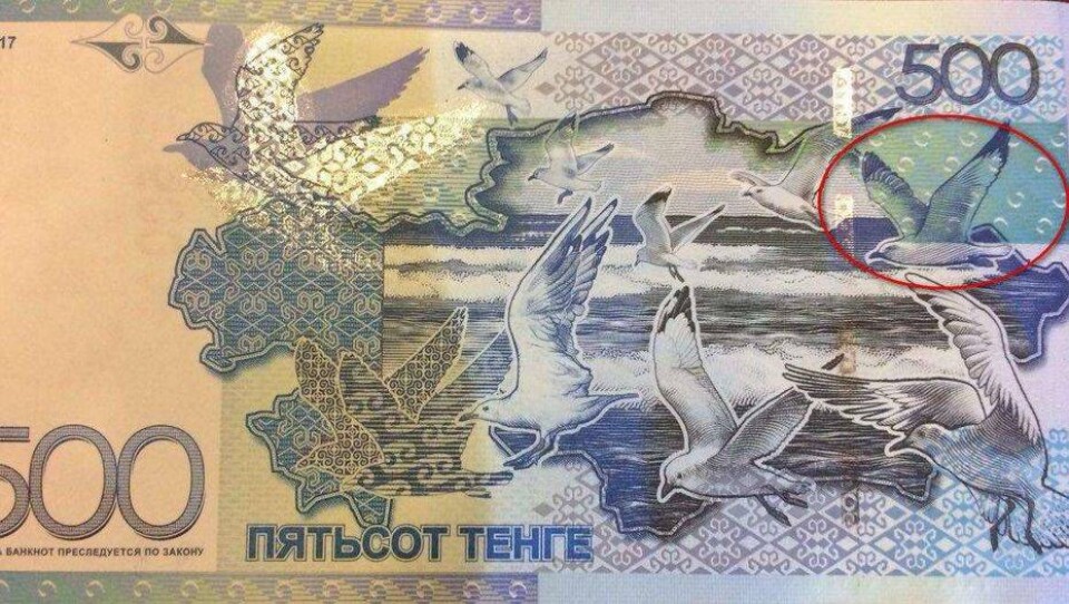 Ещё один фотограф заявил свои права на изображение чайки на банкноте в 500 тенге