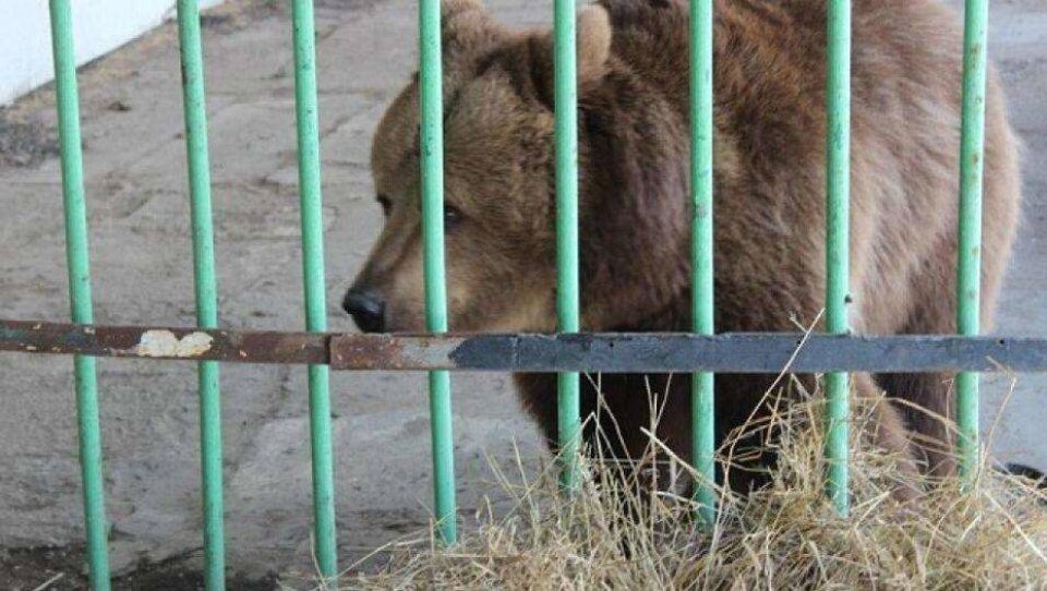 Из костанайской колонии вышла медведица Катя. 15 лет назад она поцарапала ребёнка