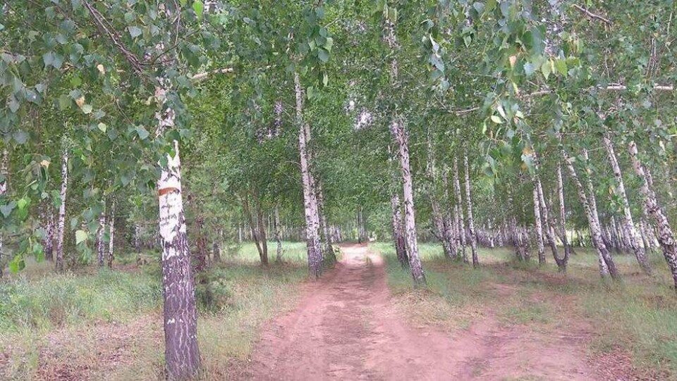 Вырубка берёзовой рощи в Караганде: ради автобана снесут 2 га леса, пересадят 1400 деревьев