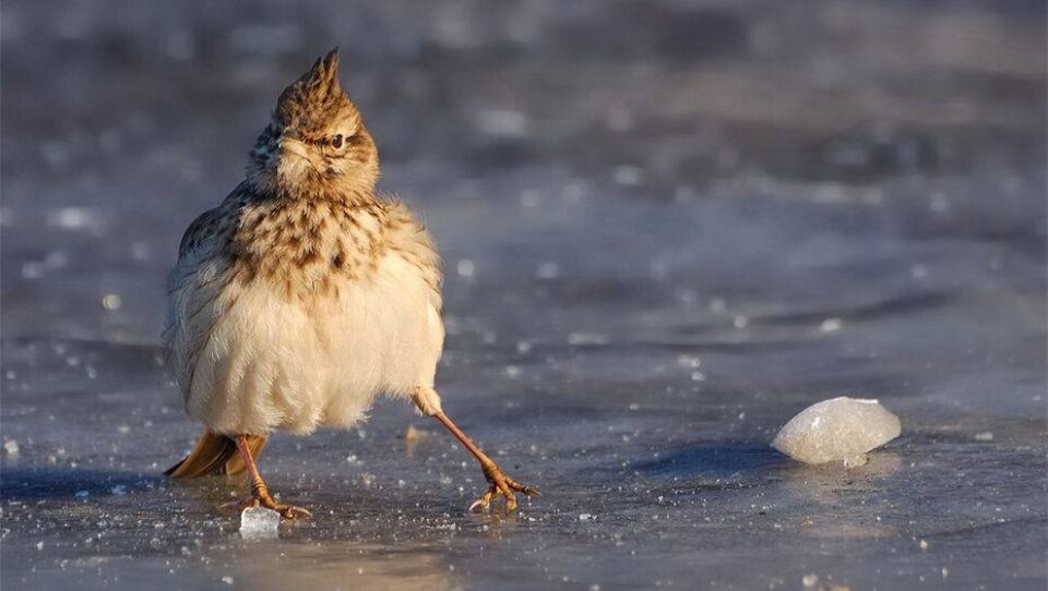 http://animal-photos.ru/