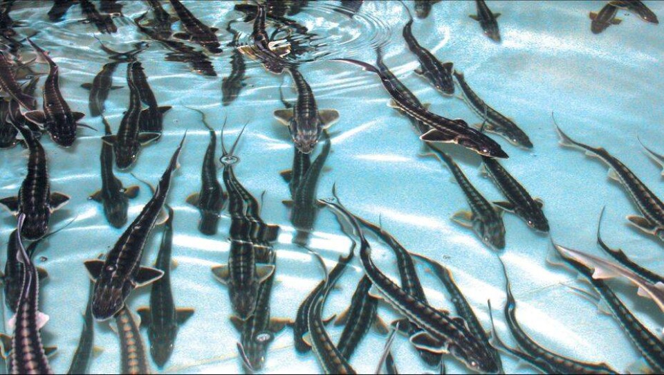 фото pacificseafood.ru