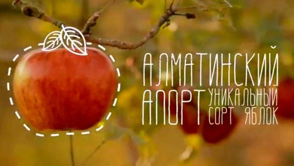 Ролики про апорт, бешбармак и охоту с беркутом сняли ко Дню независимости