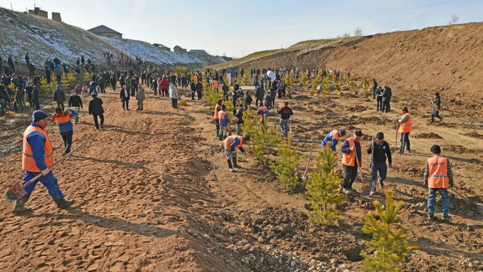 Пять тысяч деревьев высадили в заброшенном овраге жители Шымкента