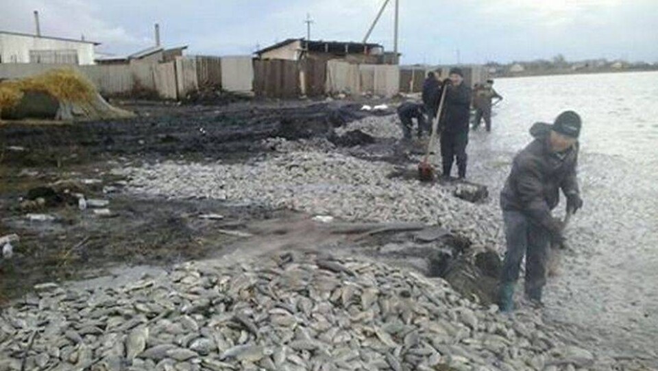 Пять тонн мёртвой рыбы выбросило на берег озера в Северном Казахстане