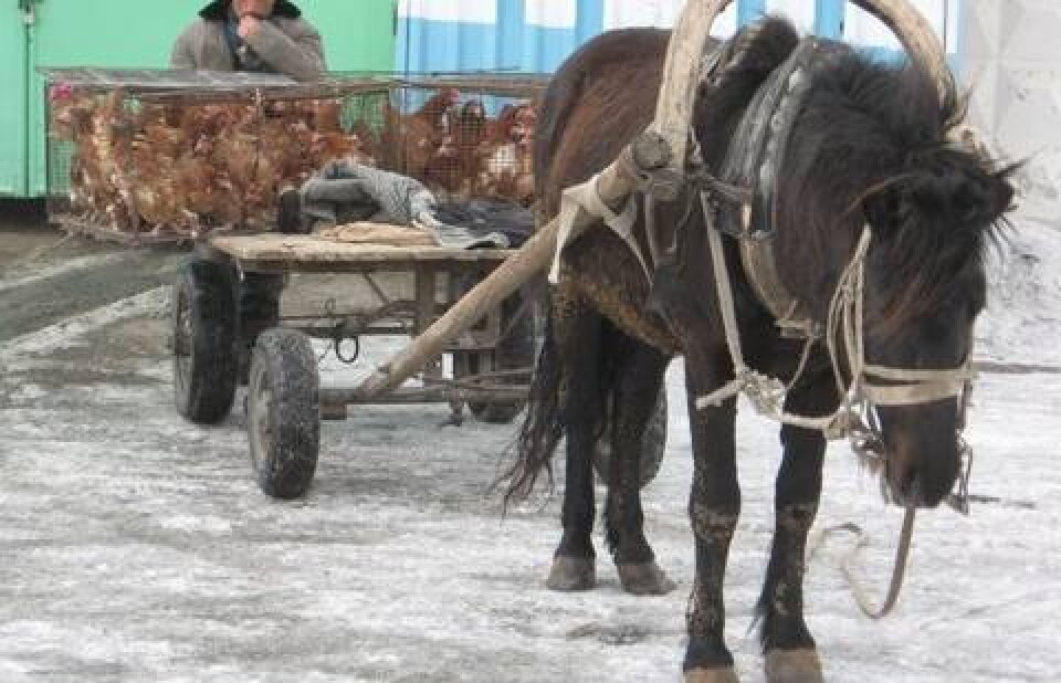 Курам не до смеха