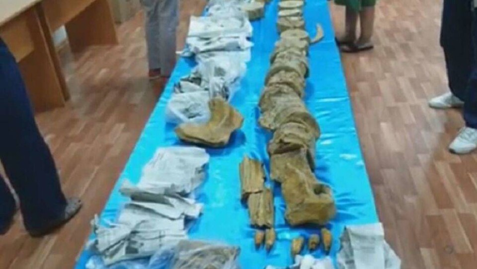 Девятиметровый скелет ихтиозавра появился в музее в Актау