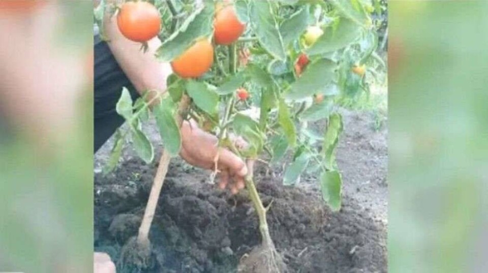 Учёные Семея вывели растение с плодами картофеля и томата