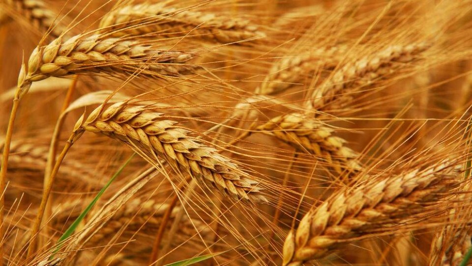 Agronet.ua