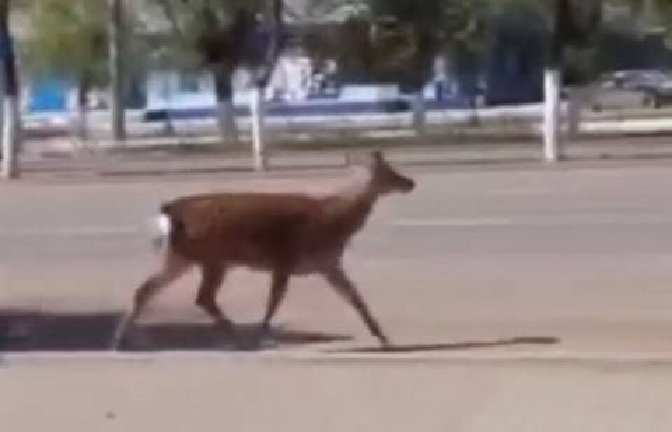 Дмитрий Хегай