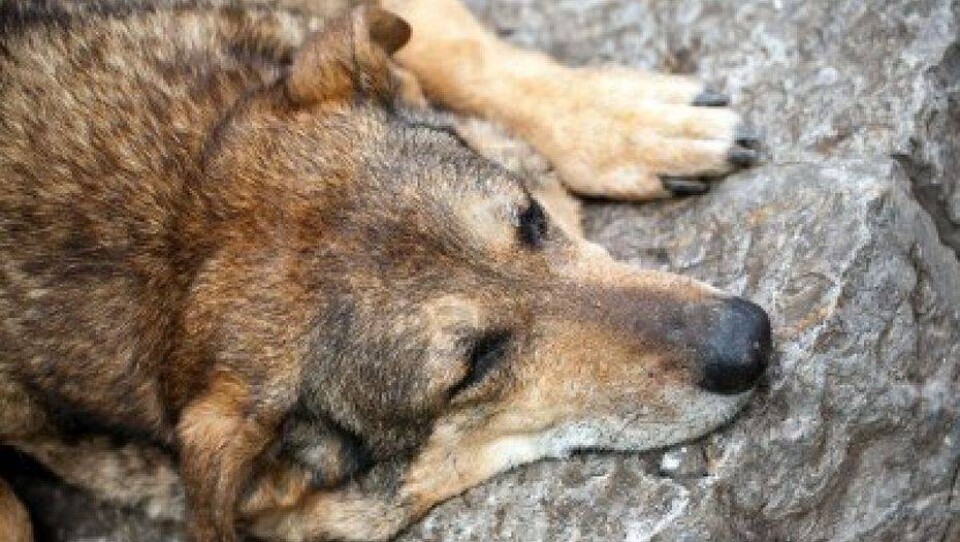 Массовые убийства собак и кошек шокировали жителей в Атырау и Актау