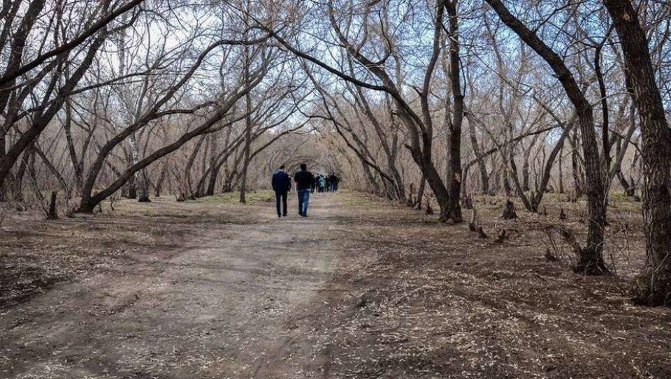 Аким Павлодарской области готов пожертвовать тысячами деревьев ради гребного канала