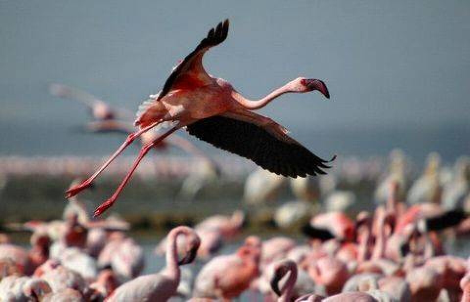 Фото с сайта flamingos-world.com