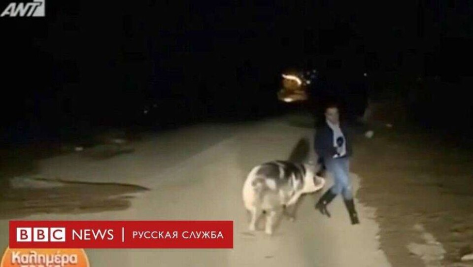 В Греции любопытная свинья сорвала прямой эфир 