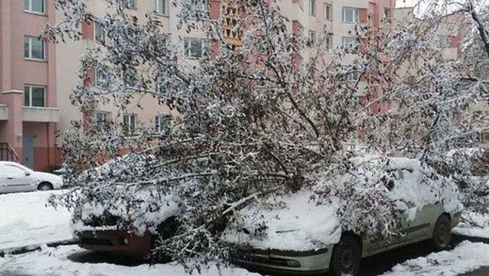 В Алматы под тяжестью снега падают деревья, повреждены 42 машины