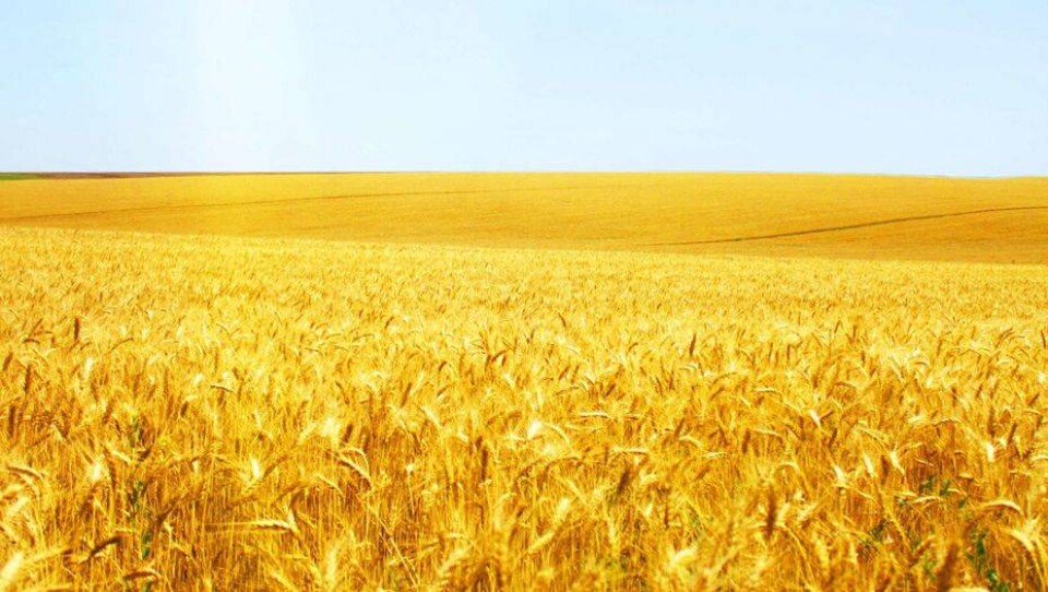 kazakh-zerno.kz