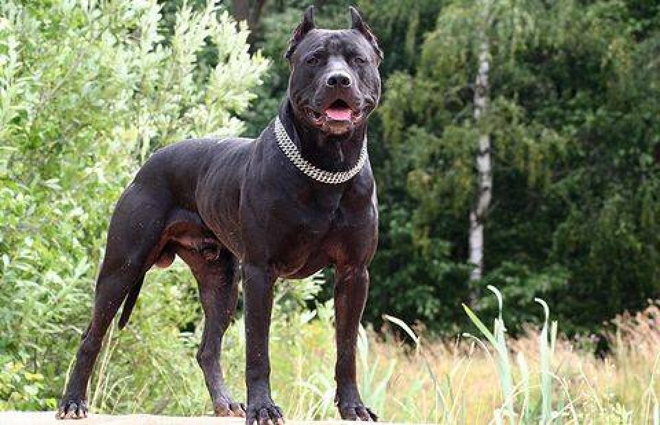 Фото с сайта petspoint.ru