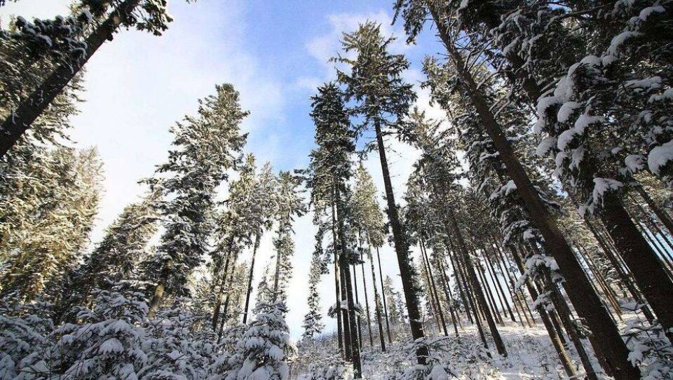 Прогноз погоды на 6 февраля: на севере температура опустится до минус 40
