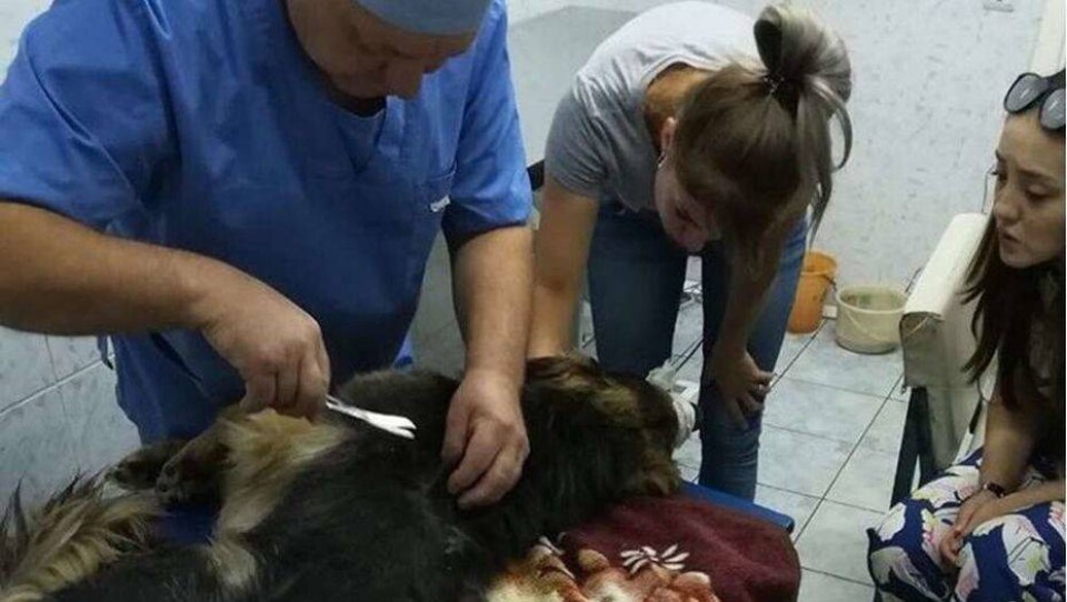 В Актобе волонтёры требуют наказать подростка за жестокое обращение с животными