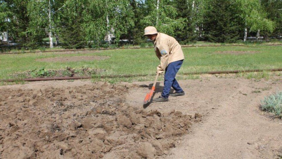 Молодёжь Павлодара выращивает овощи для нуждающихся земляков